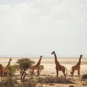Amboseli National Park