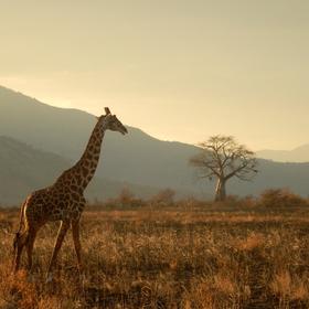 Giraffe Centre
