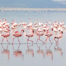 Lake Nakuru