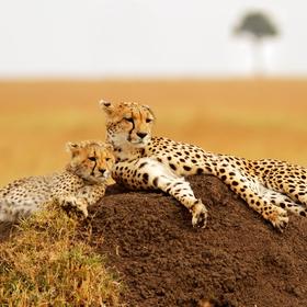 Masai Mara National Reserve