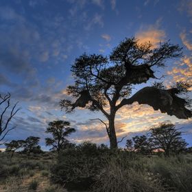 The Kalahari Desert