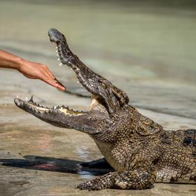The Mamba Village Crocodile Farm