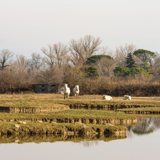 Camargue Nature Reserve 