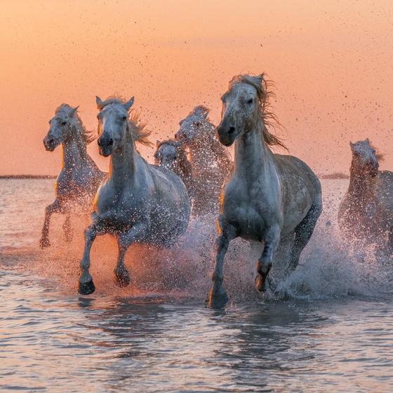 Camargue Regional Natural Park