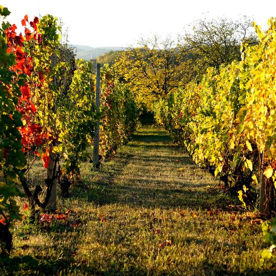 Château La Coste