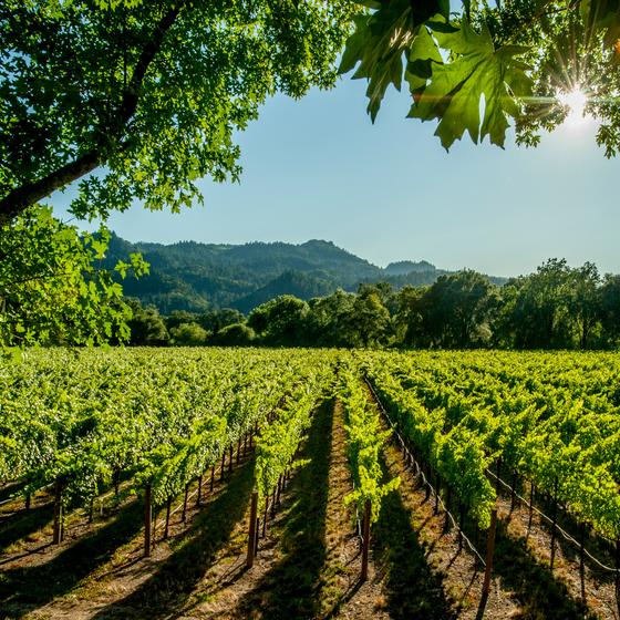 Domaine du Bourrian