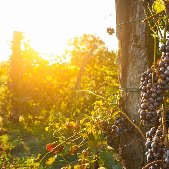 Domaine Mas De Rey Wine Tasting in the heart of Provence