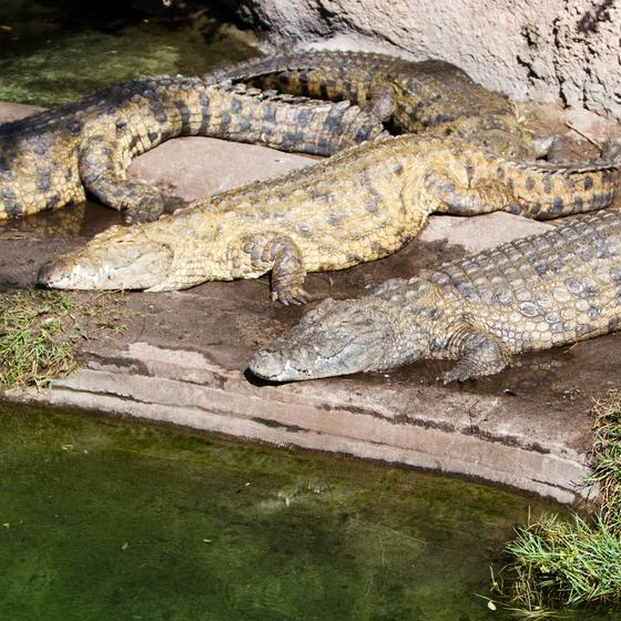 La Ferme aux Crocodiles
