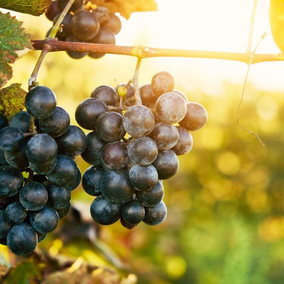 Mas De Valeriole A Wine Story from Provence