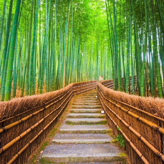 Arashiyama Bamboo Forest