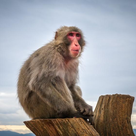 Arashiyama Monkey Park