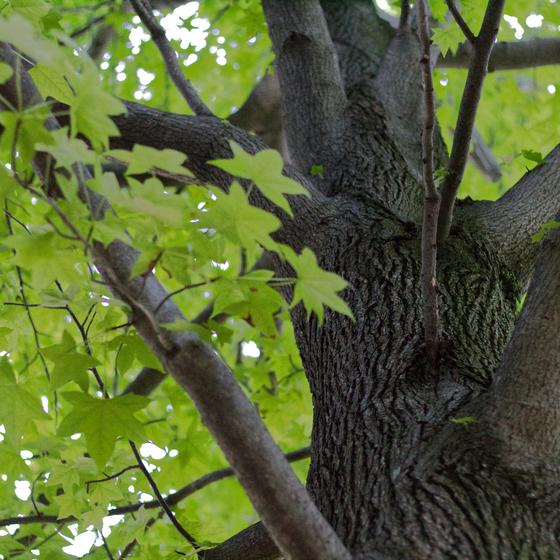 Arbre de la Liberté