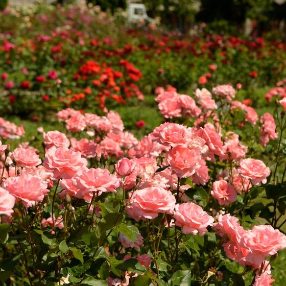 Botanical garden Roseto Uhrerhof