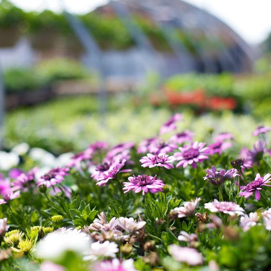 Camellietum Compitese