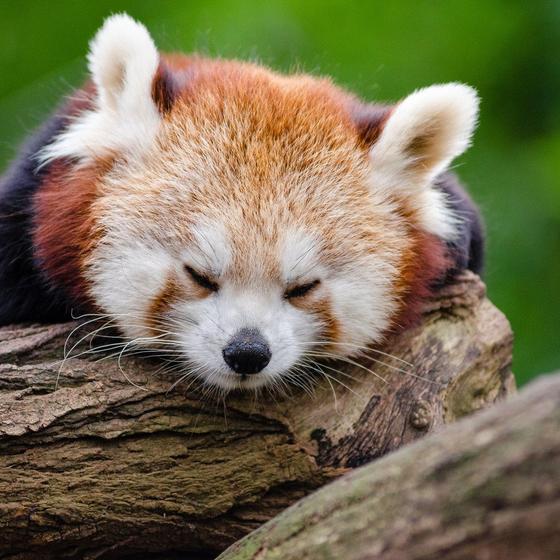 Chausuyama Zoo