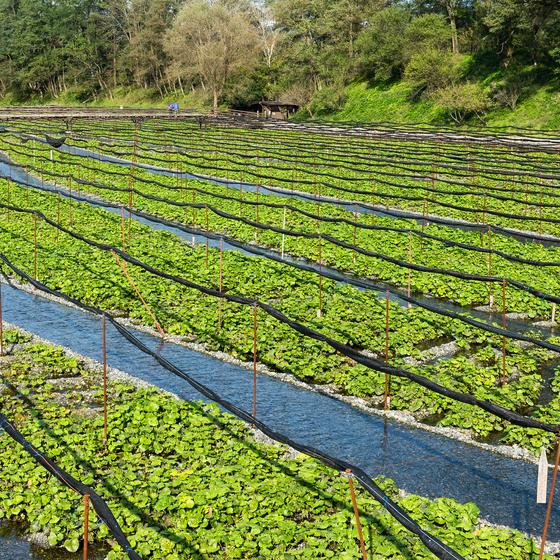 Daio Wasabi Farm