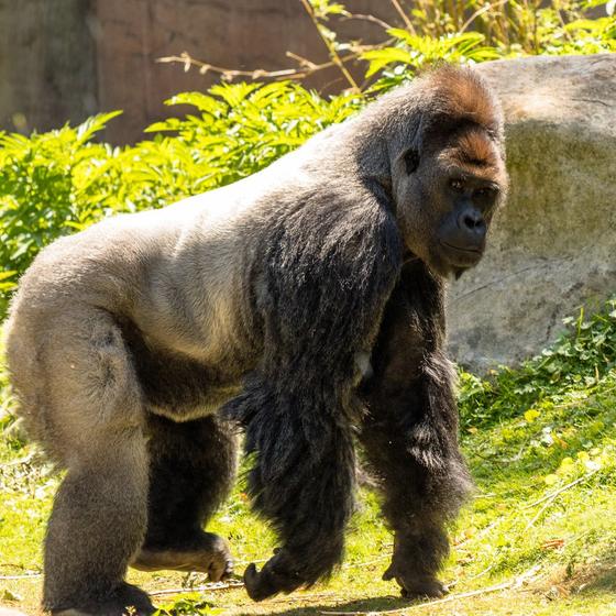 Higashiyama Zoo and Botanical Gardens
