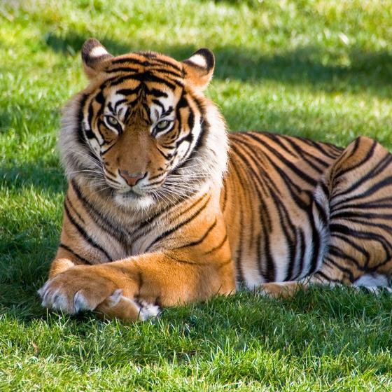 Kobe Animal Kingdom