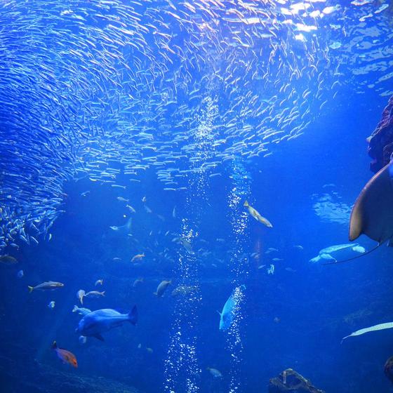 Kyoto Aquarium