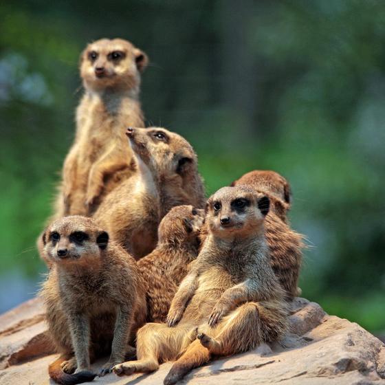Naples Zoo