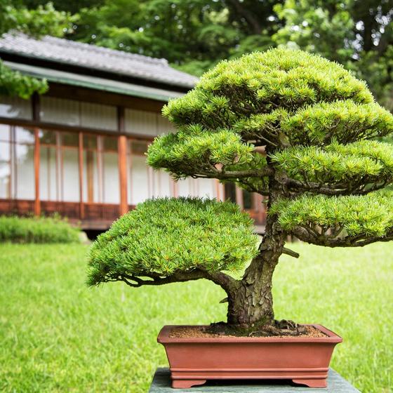 Omiya Bonsai Art Museum