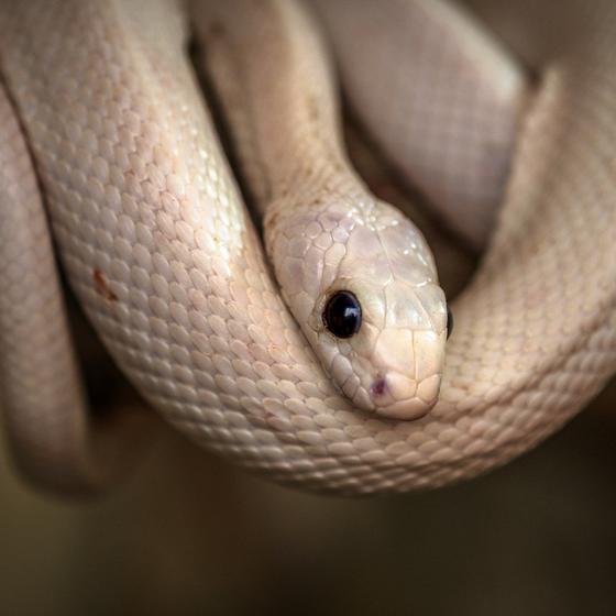 Reptiland Galleria di Scienze Naturali