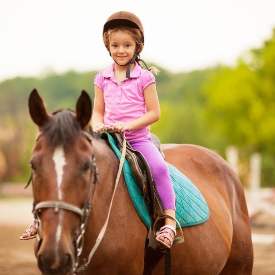 Sentiero d'avventura del cavallo Haflinger