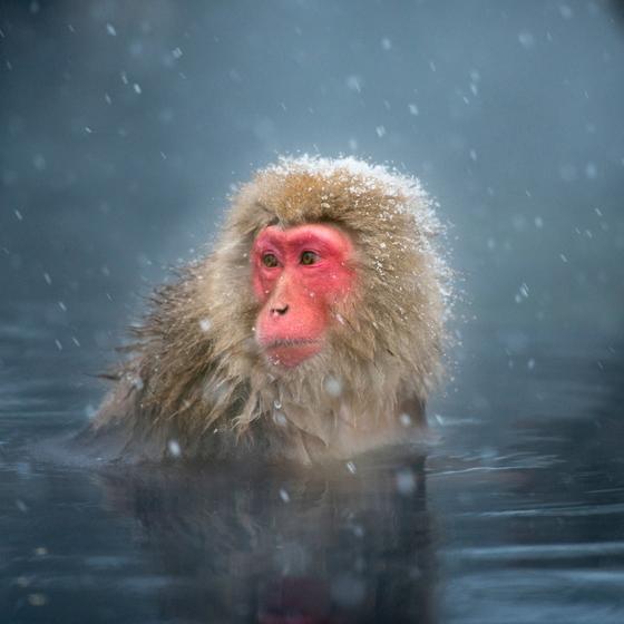 Snow Monkey Park