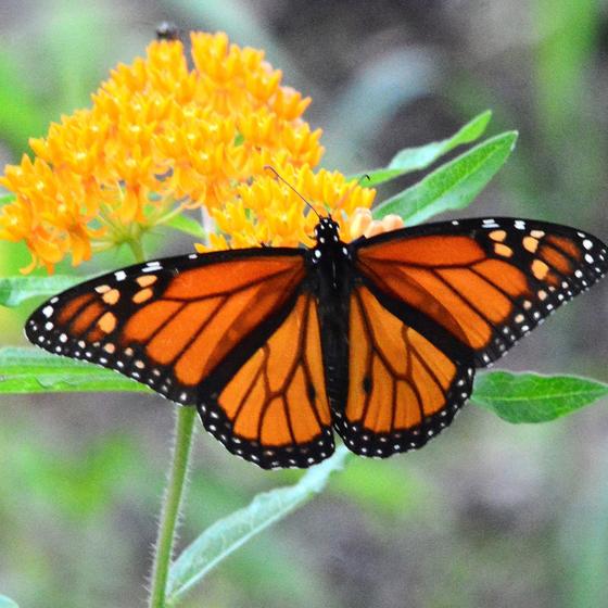 The Butterfly House 
