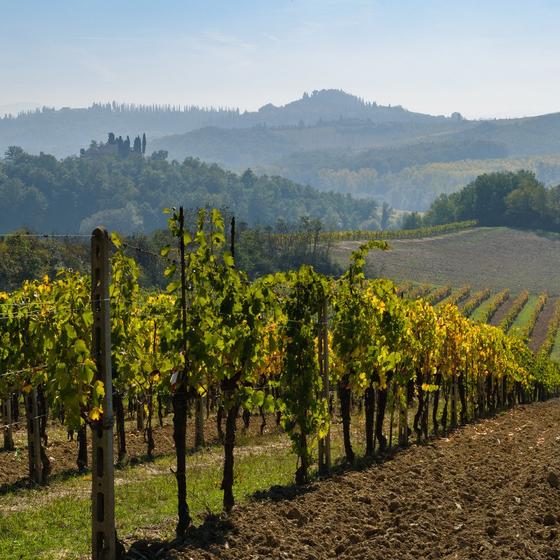 Wine Tour Vernaccia di San Gimignano