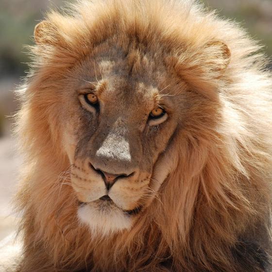 Zoo African Safari