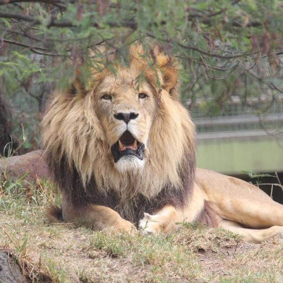 Zoo de Jurques