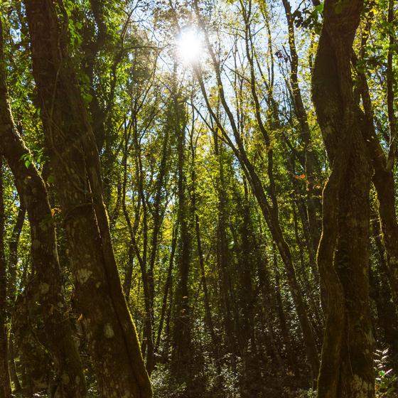 Foresta di Mercadante