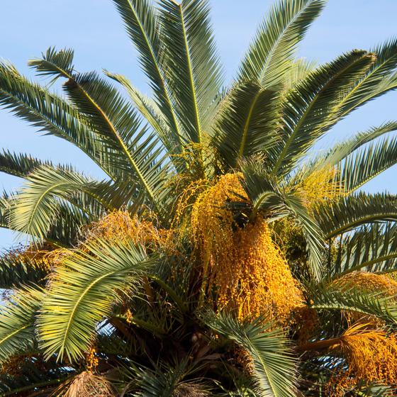 Pineta San Francesco