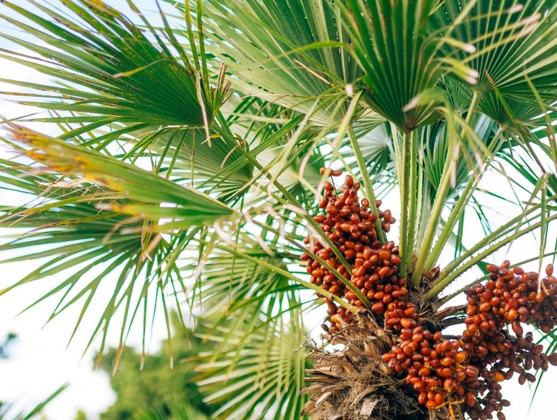 الجبل الأسود مع الأطفال